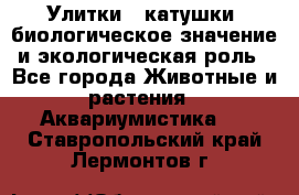 Улитки – катушки: биологическое значение и экологическая роль - Все города Животные и растения » Аквариумистика   . Ставропольский край,Лермонтов г.